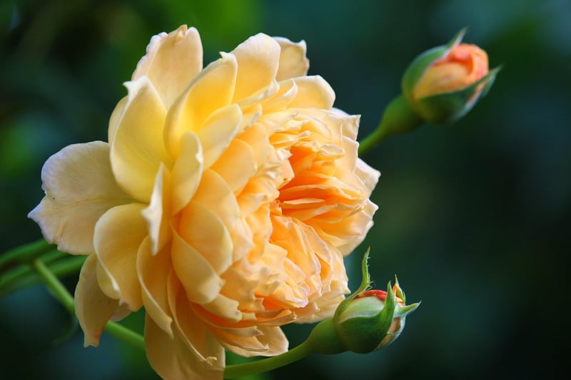Rose Garden Decor