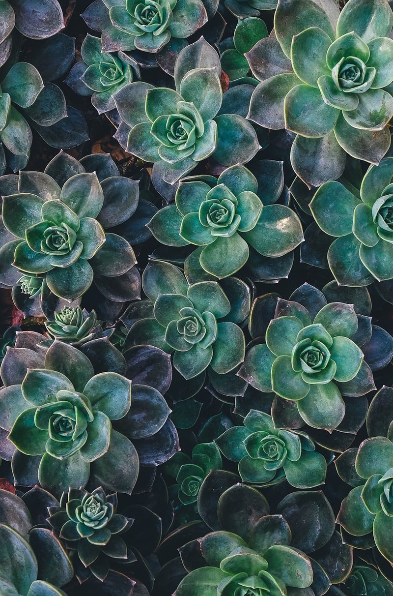 Succulent Centerpieces